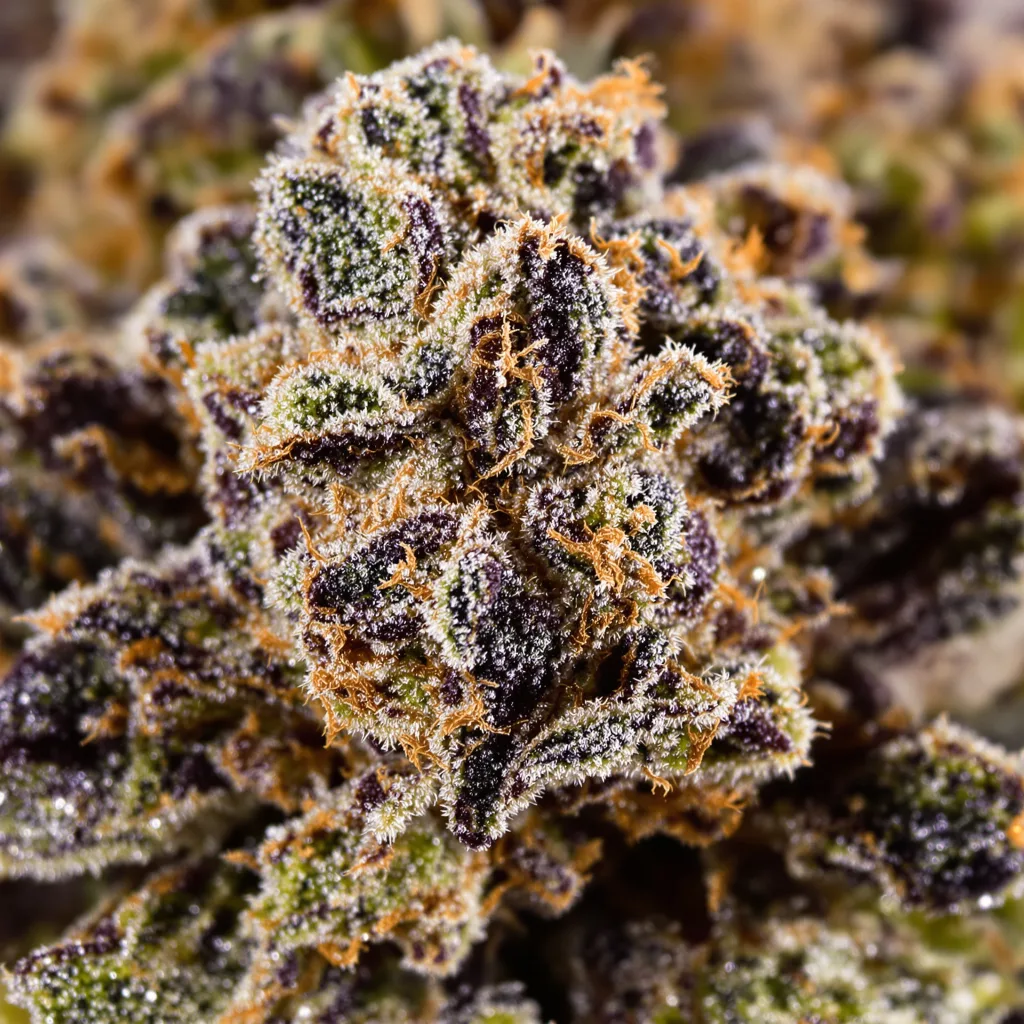 Bubba OG cannabis bud close-up showing dense purple-tinged calyxes