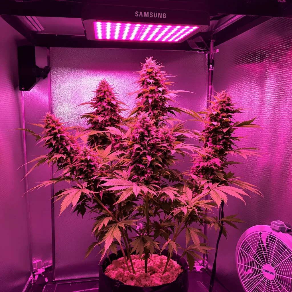 Bubblegum 59% indica / 41% sativa flower with visible trichomes