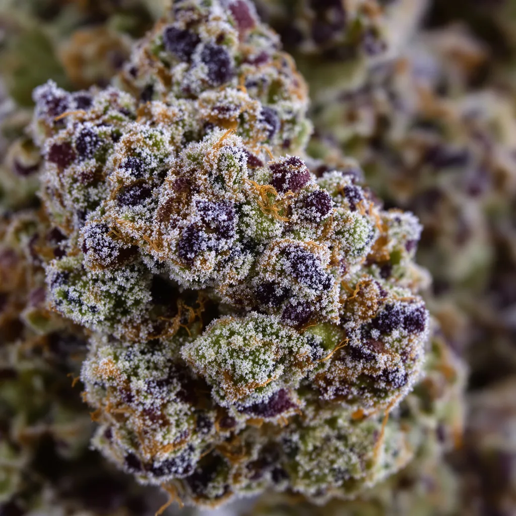 Bubblegum Kush cannabis bud close-up showing dense purple-tinged calyxes