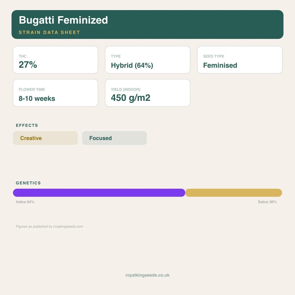 Bugatti 64% indica / 36% sativa flower with visible trichomes