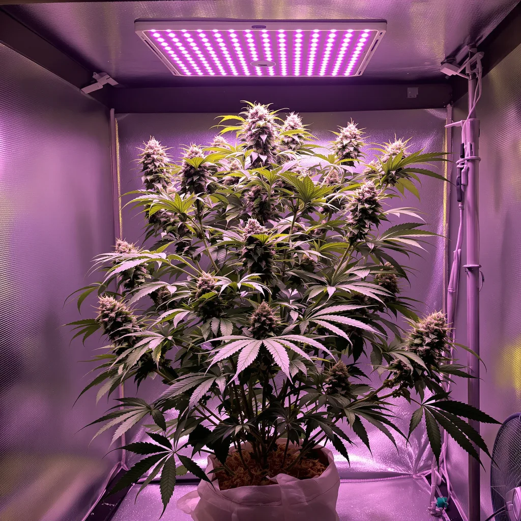 Burkle 78% indica / 22% sativa flower with visible trichomes