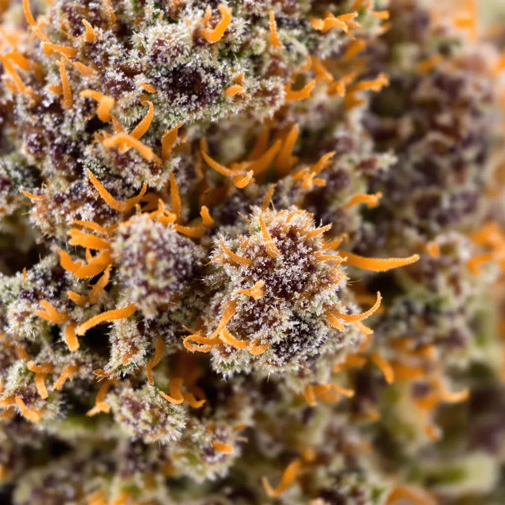 Burkle cannabis bud close-up showing dense purple-tinged calyxes