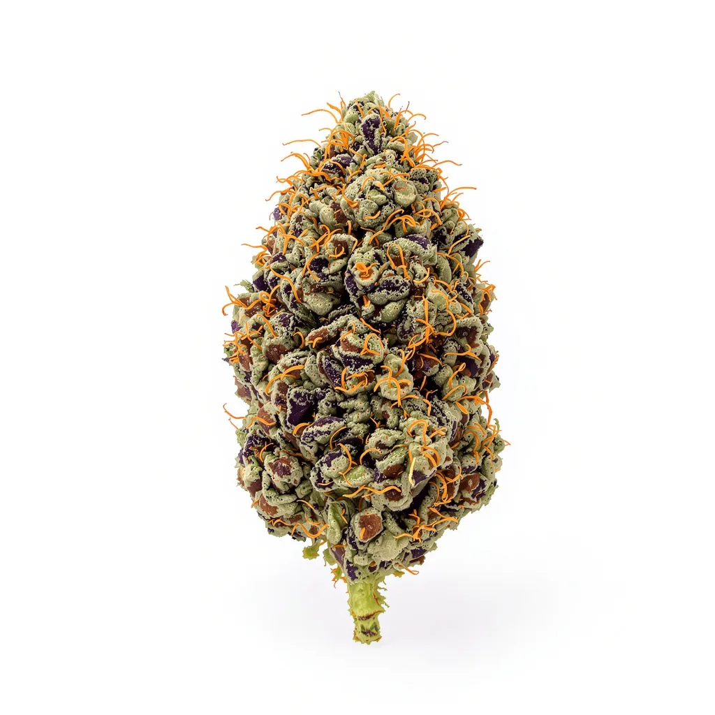 Burkle cannabis plant in flowering stage — 90-130 cm feminised