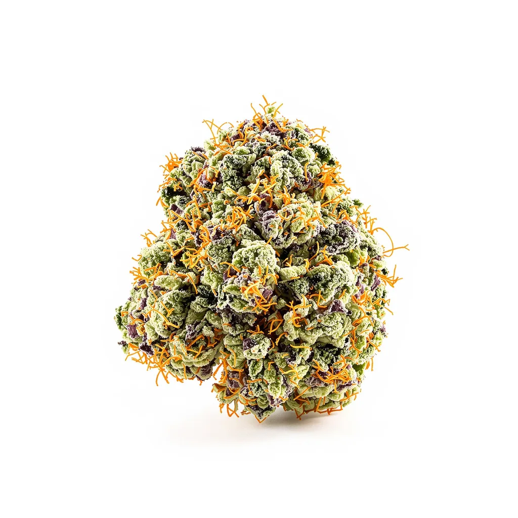 Burmese Kush cannabis plant in flowering stage — 60-100 cm autoflower