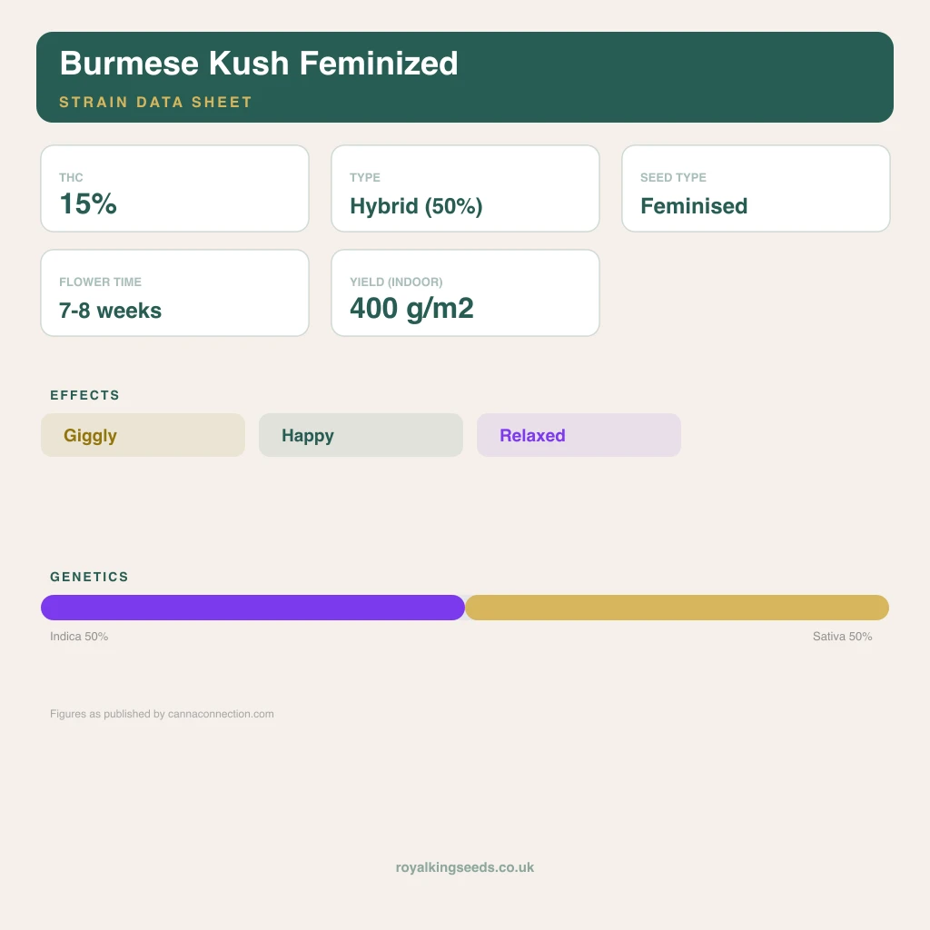Burmese Kush 50% indica / 50% sativa flower with visible trichomes