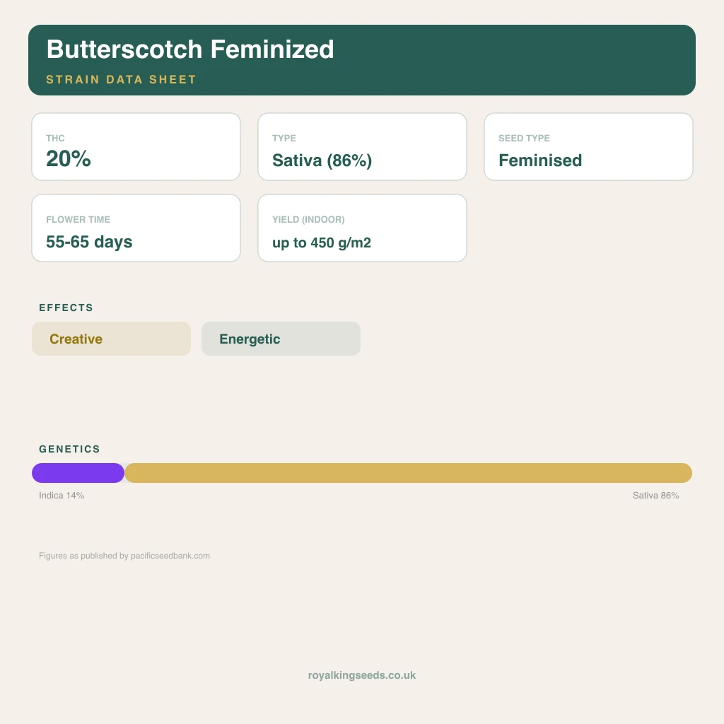Butterscotch 14% indica / 86% sativa flower with visible trichomes