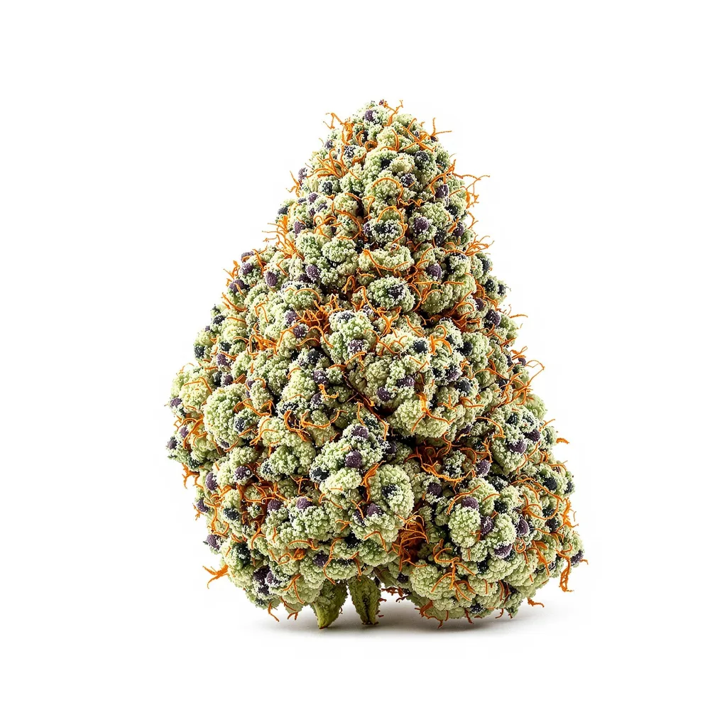 Cali Jack cannabis plant in flowering stage — 120-180 cm feminised