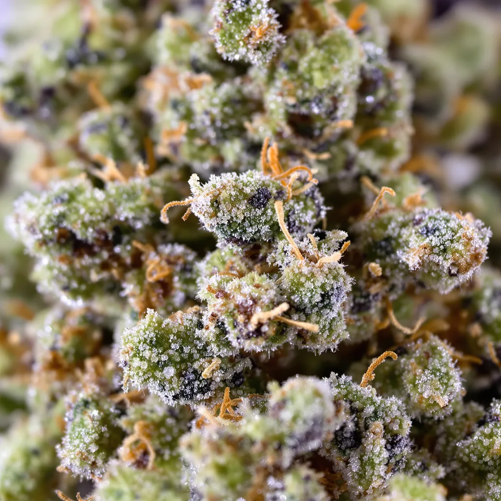 California Orange cannabis bud close-up showing balanced bud structure with frosted trichomes