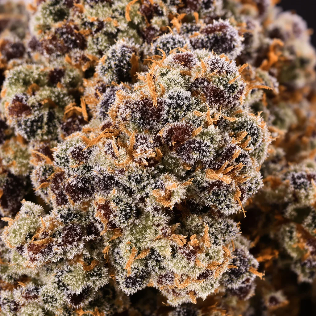 Candy Cane cannabis bud close-up showing dense purple-tinged calyxes