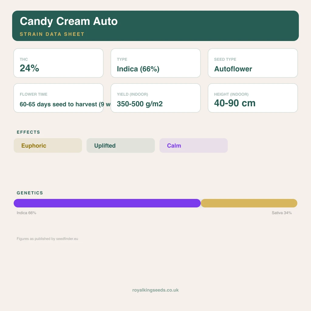 Candy Cream 66% indica / 34% sativa flower with visible trichomes