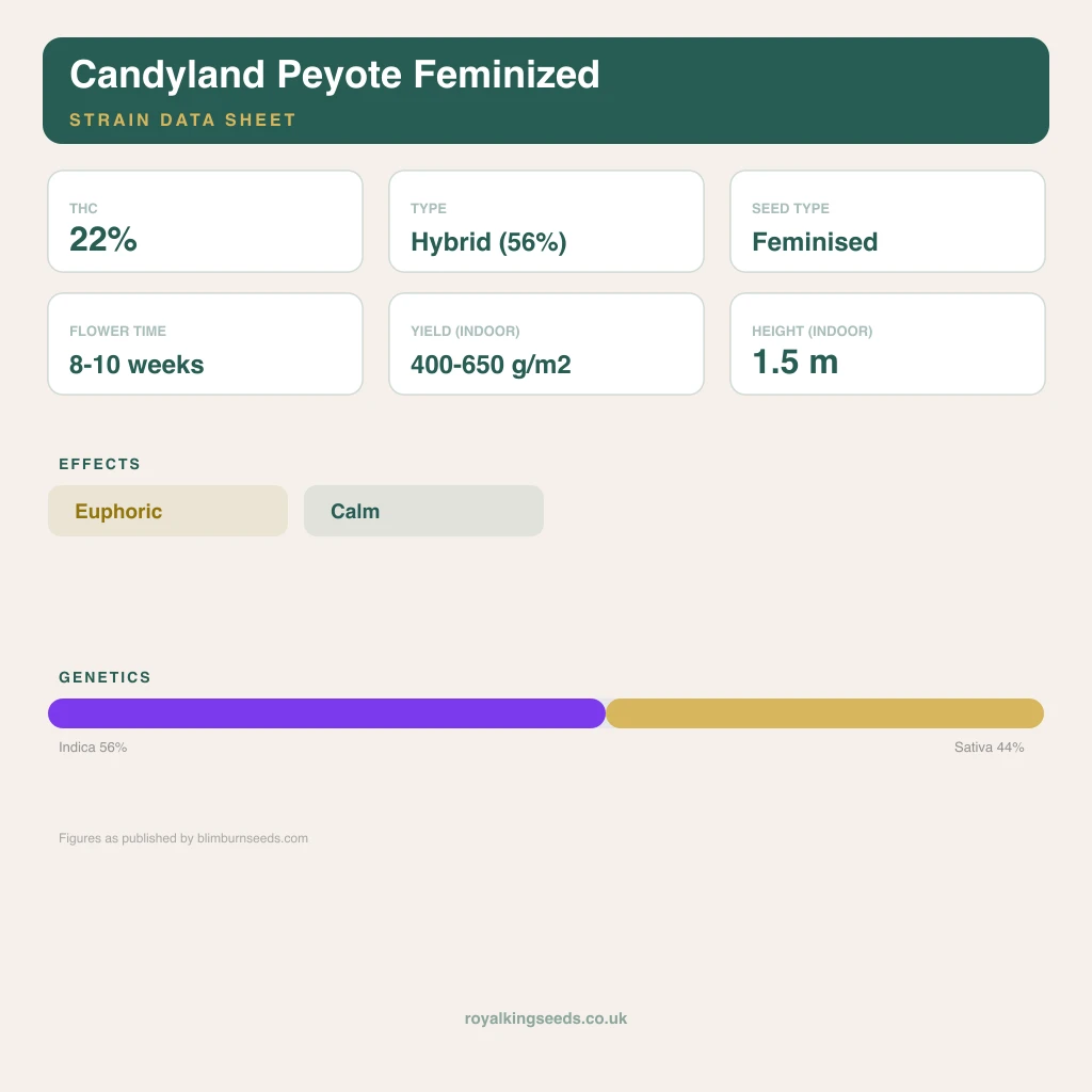 Candyland Peyote 56% indica / 44% sativa flower with visible trichomes