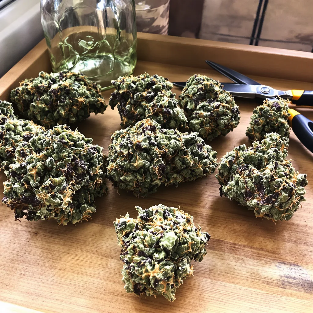 Cannatonic 84% indica / 16% sativa flower with visible trichomes