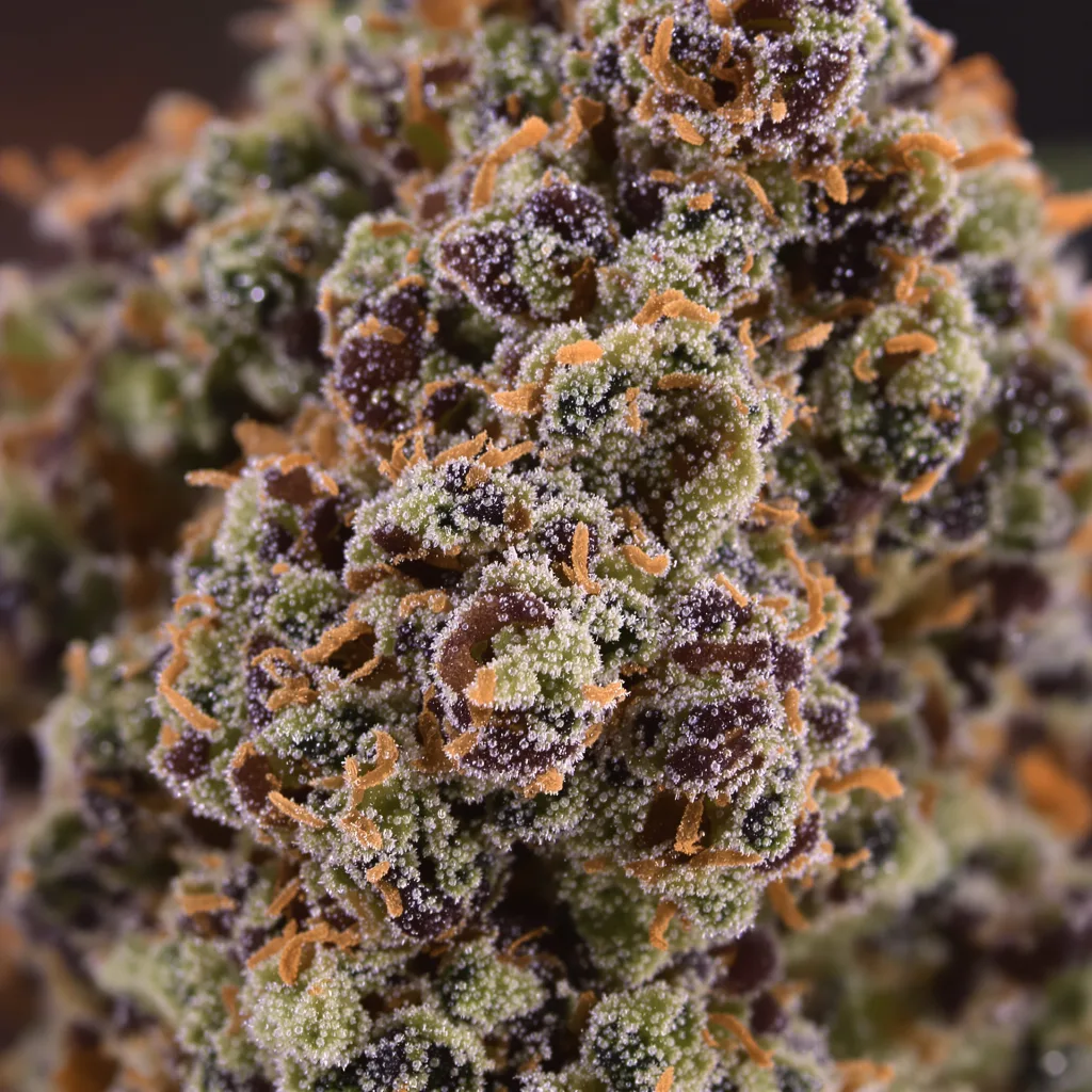 Cascadia Kush cannabis bud close-up showing dense purple-tinged calyxes