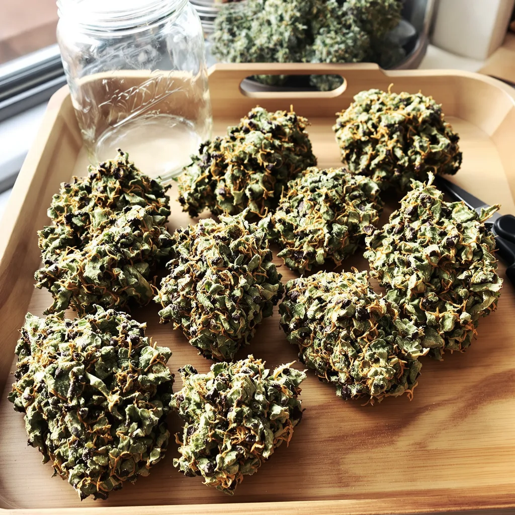 Casper OG 71% indica / 29% sativa flower with visible trichomes