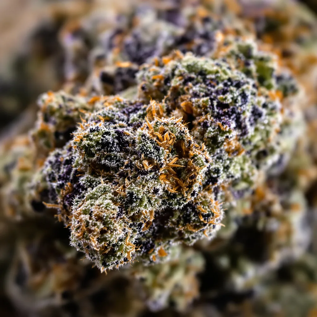 Cataract Kush cannabis bud close-up showing dense purple-tinged calyxes