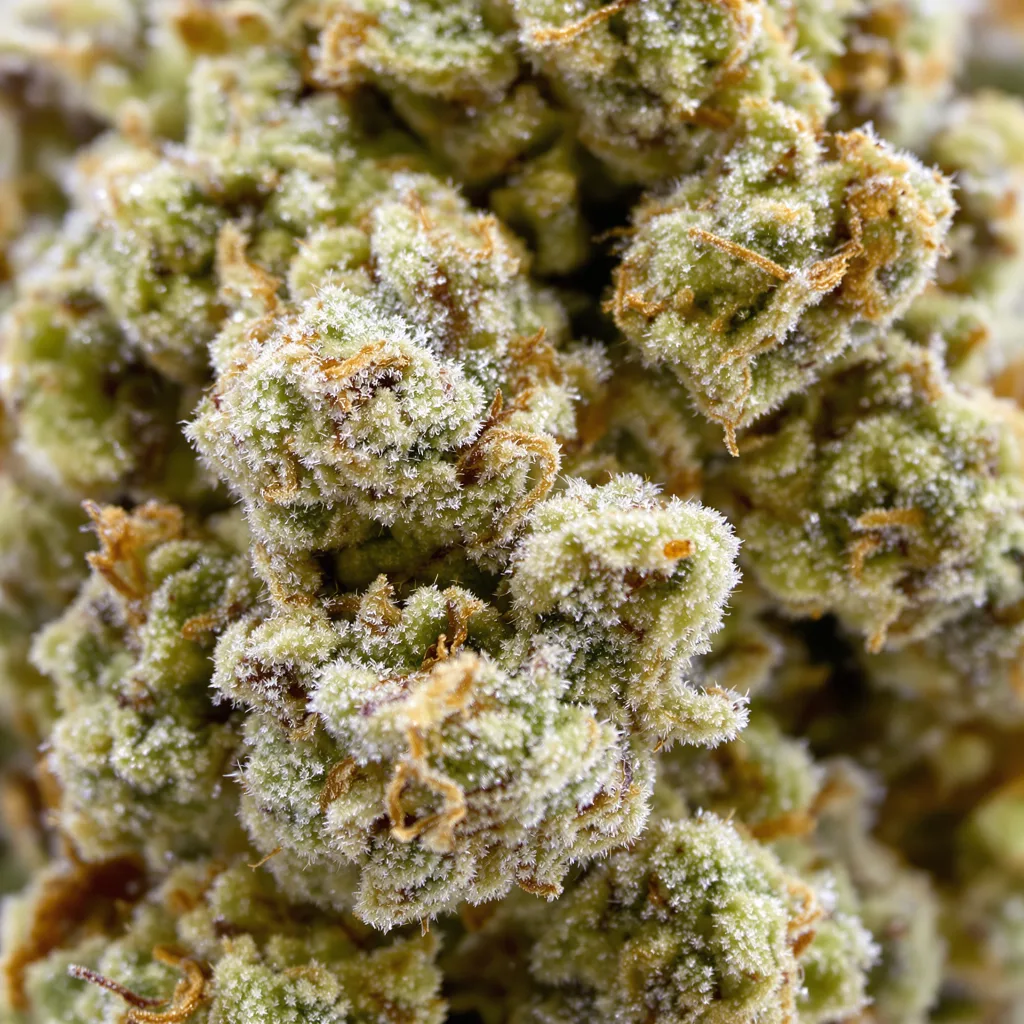 CBD Blueberry cannabis bud close-up showing pale-green low-resin flower