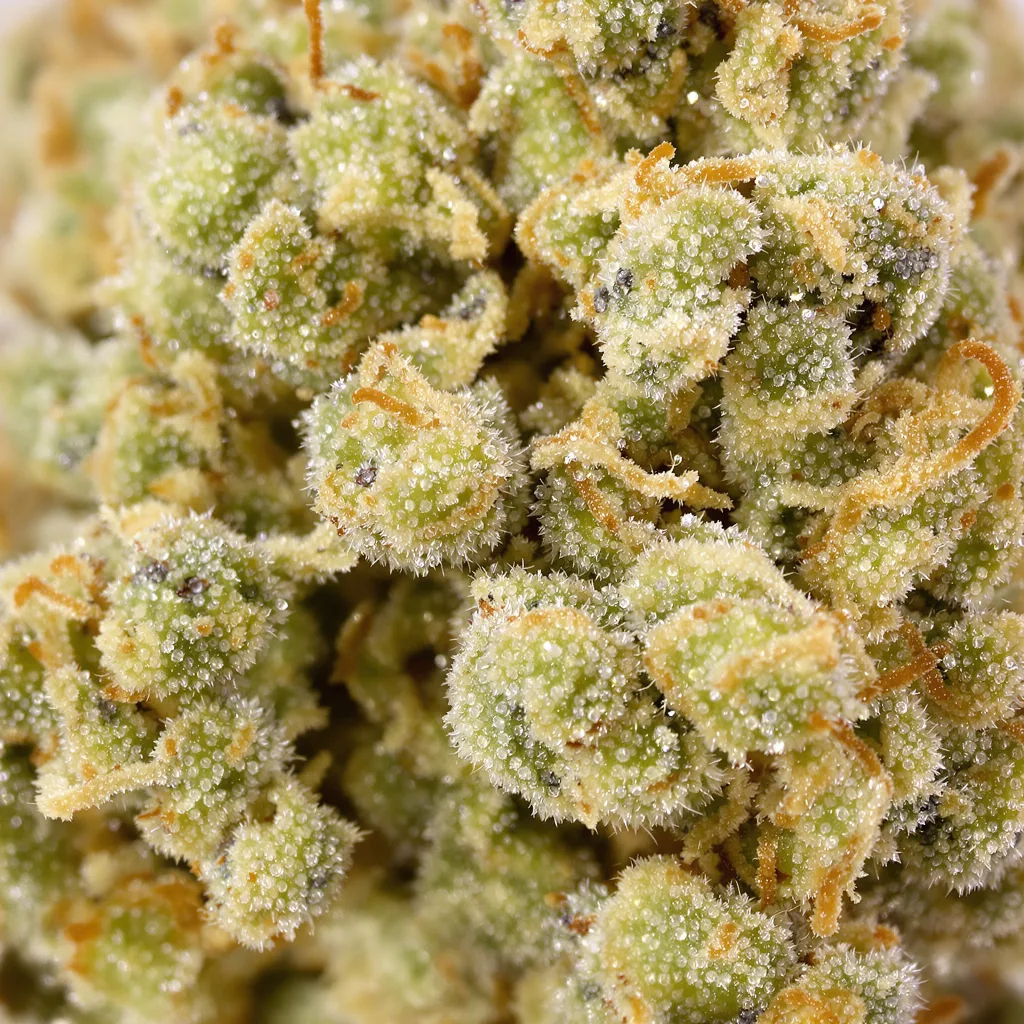 CBD Cream &amp; Cheese cannabis bud close-up showing pale-green low-resin flower