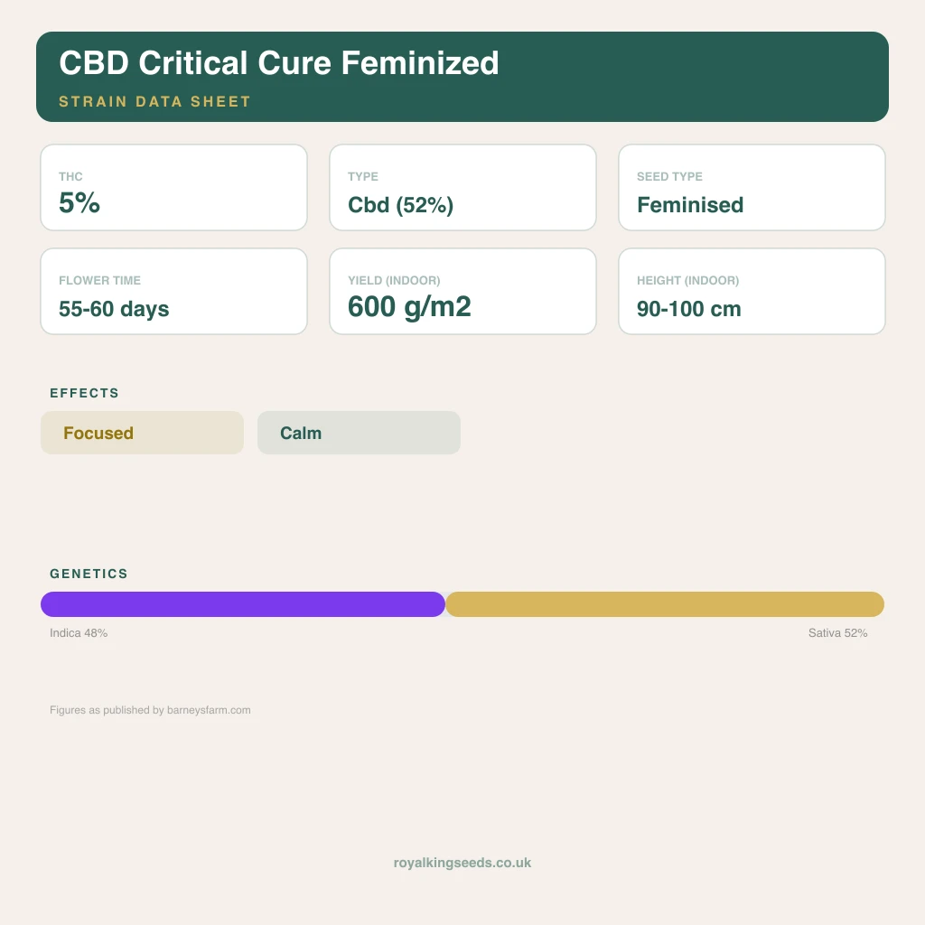 CBD Critical Cure 48% indica / 52% sativa flower with visible trichomes