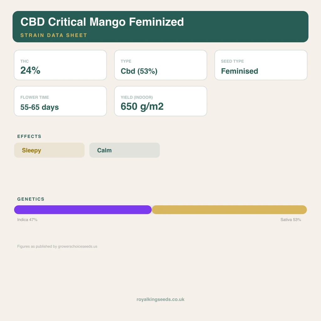 CBD Critical Mango 47% indica / 53% sativa flower with visible trichomes