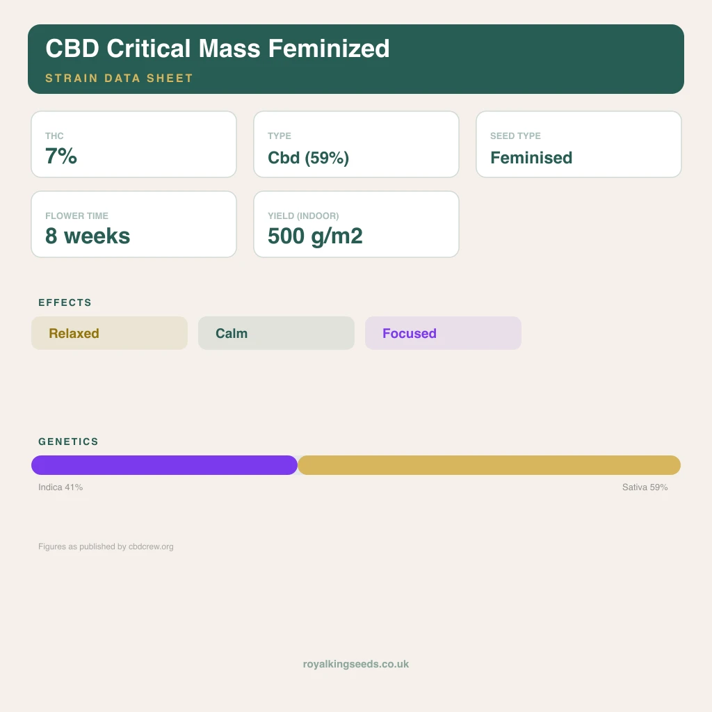 CBD Critical Mass 41% indica / 59% sativa flower with visible trichomes