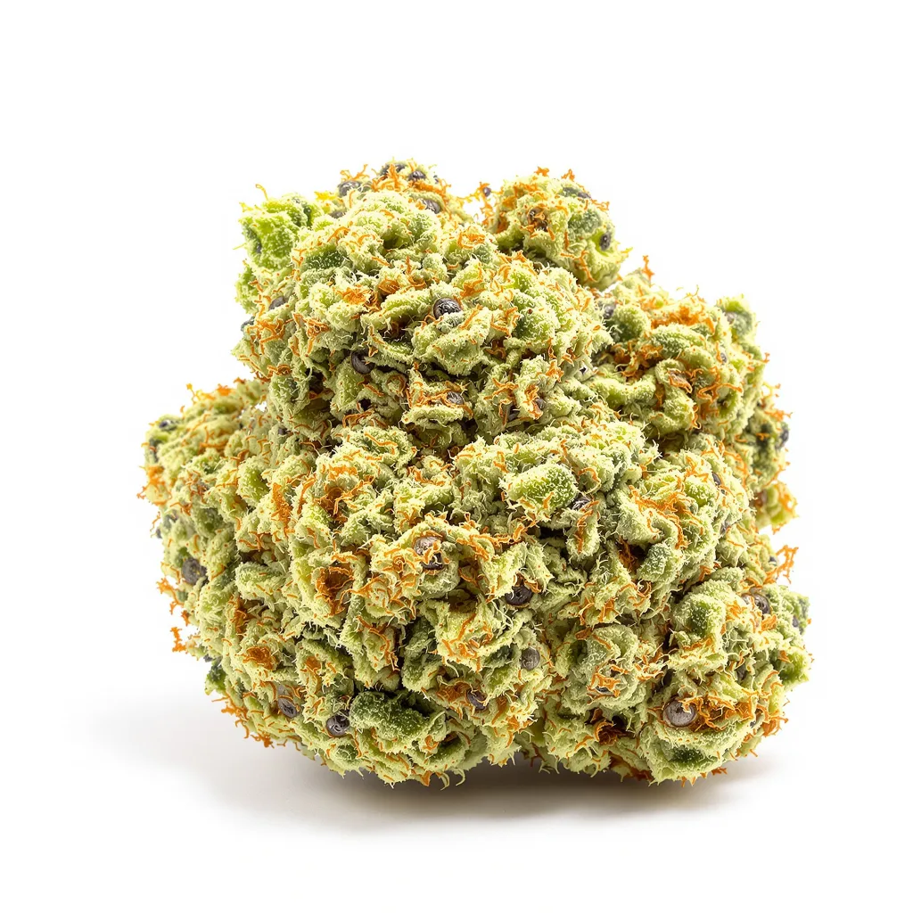CBD Fast Eddy cannabis plant in flowering stage — 120-180 cm feminised