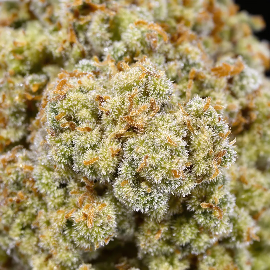 CBD Haze cannabis bud close-up showing pale-green low-resin flower