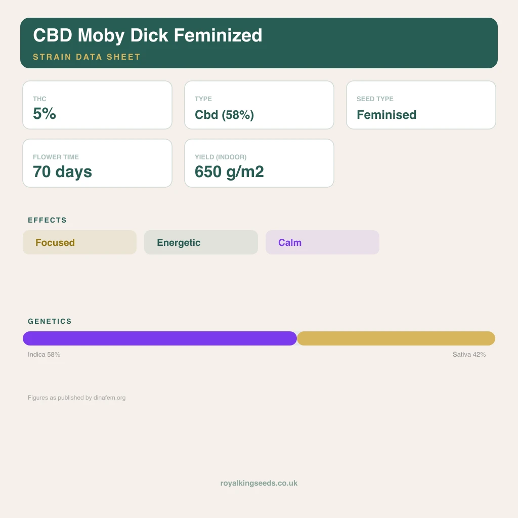 CBD Moby Dick 58% indica / 42% sativa flower with visible trichomes