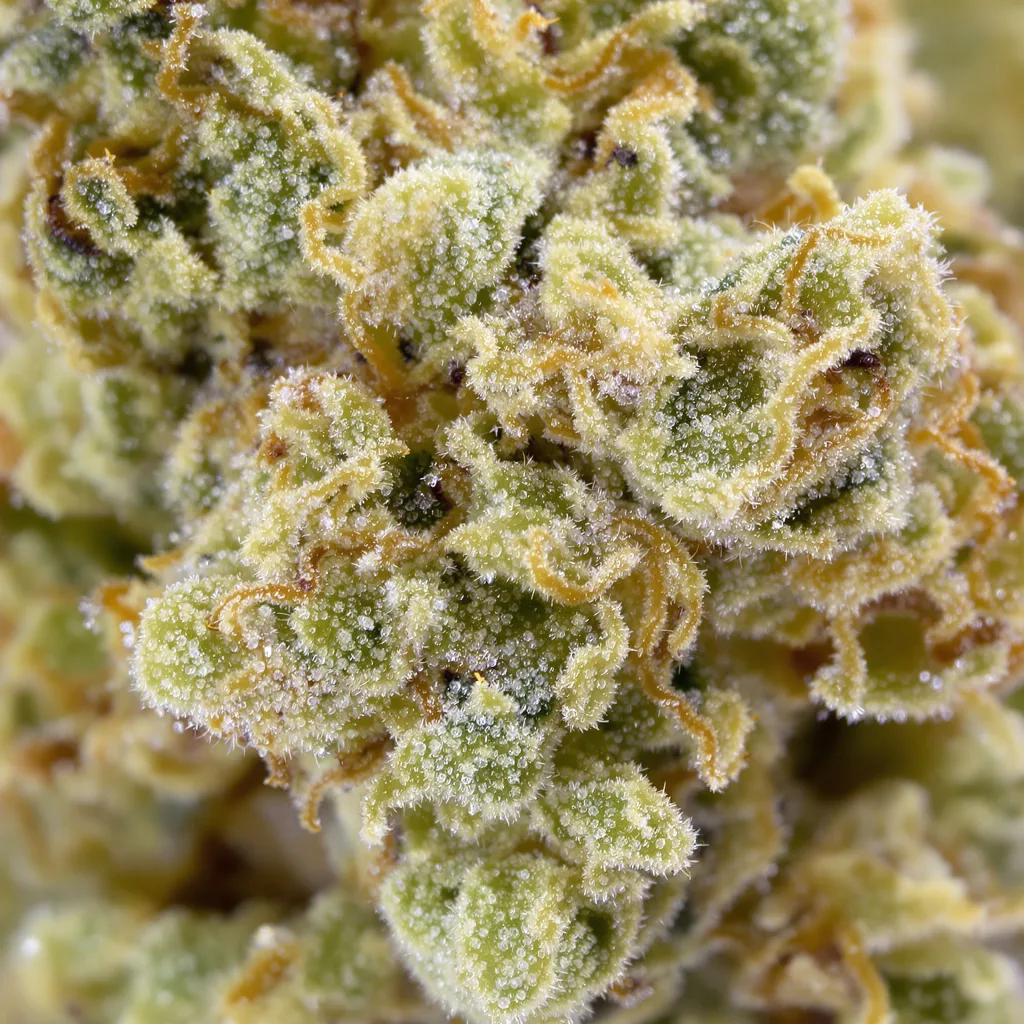 CBD Moby Dick cannabis bud close-up showing pale-green low-resin flower