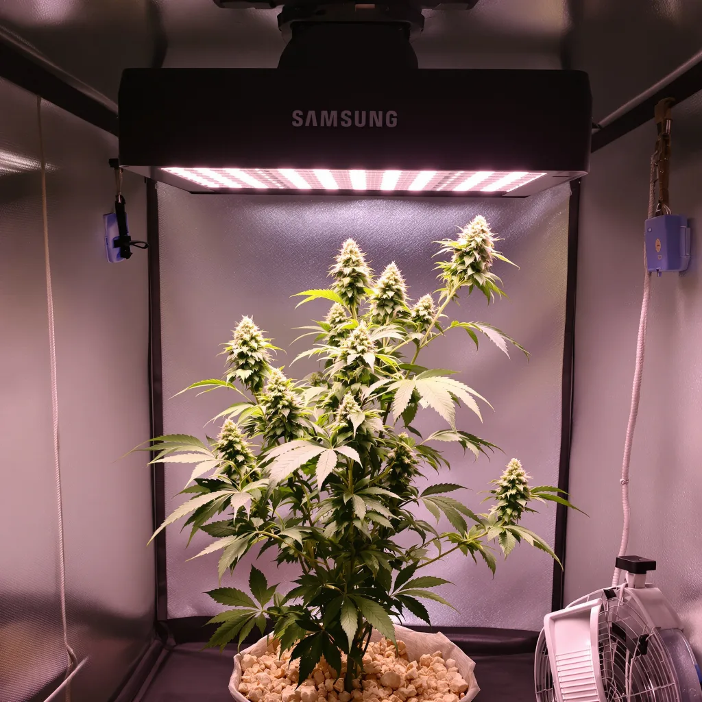 CBD Shark 41% indica / 59% sativa flower with visible trichomes