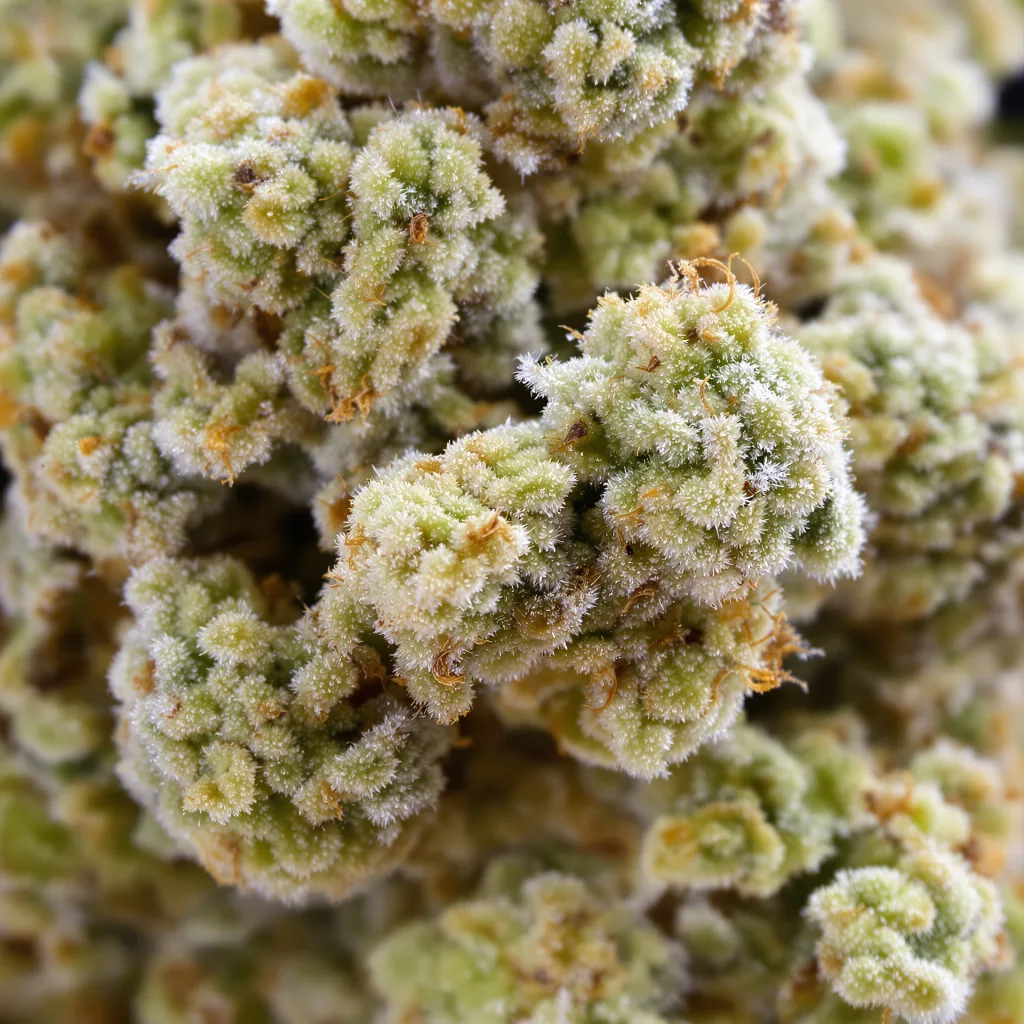 CBD Shark cannabis bud close-up showing pale-green low-resin flower