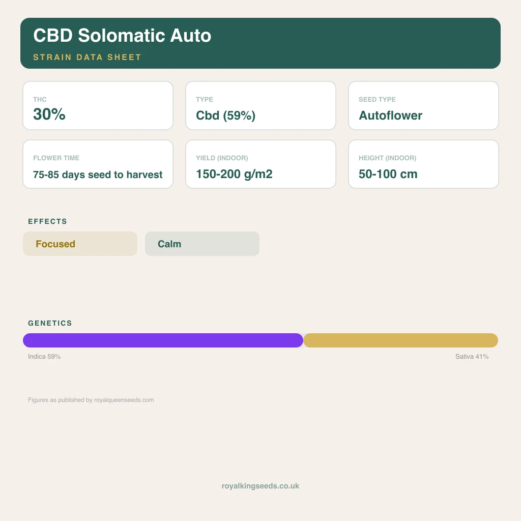 CBD Solomatic 59% indica / 41% sativa flower with visible trichomes