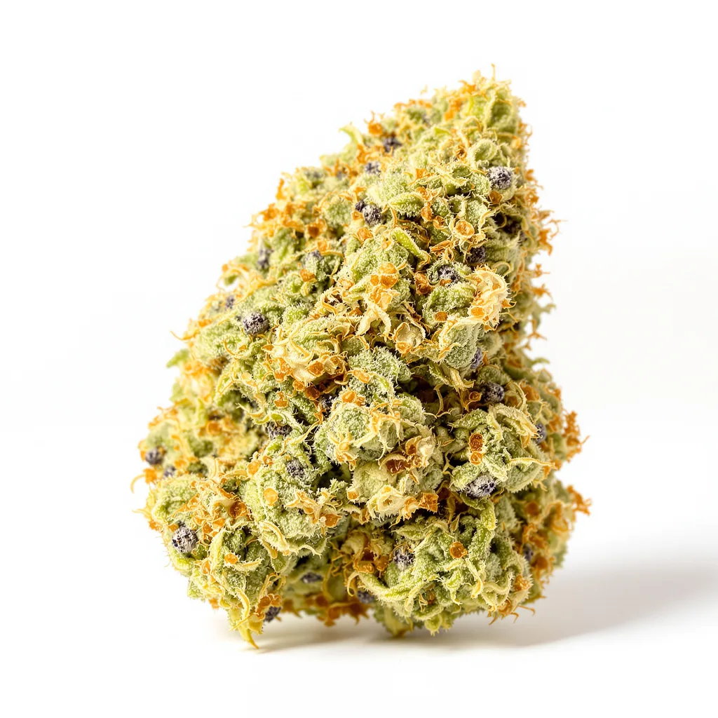 CBD Therapy cannabis plant in flowering stage — 120-180 cm feminised