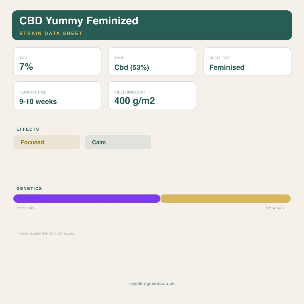 CBD Yummy 53% indica / 47% sativa flower with visible trichomes