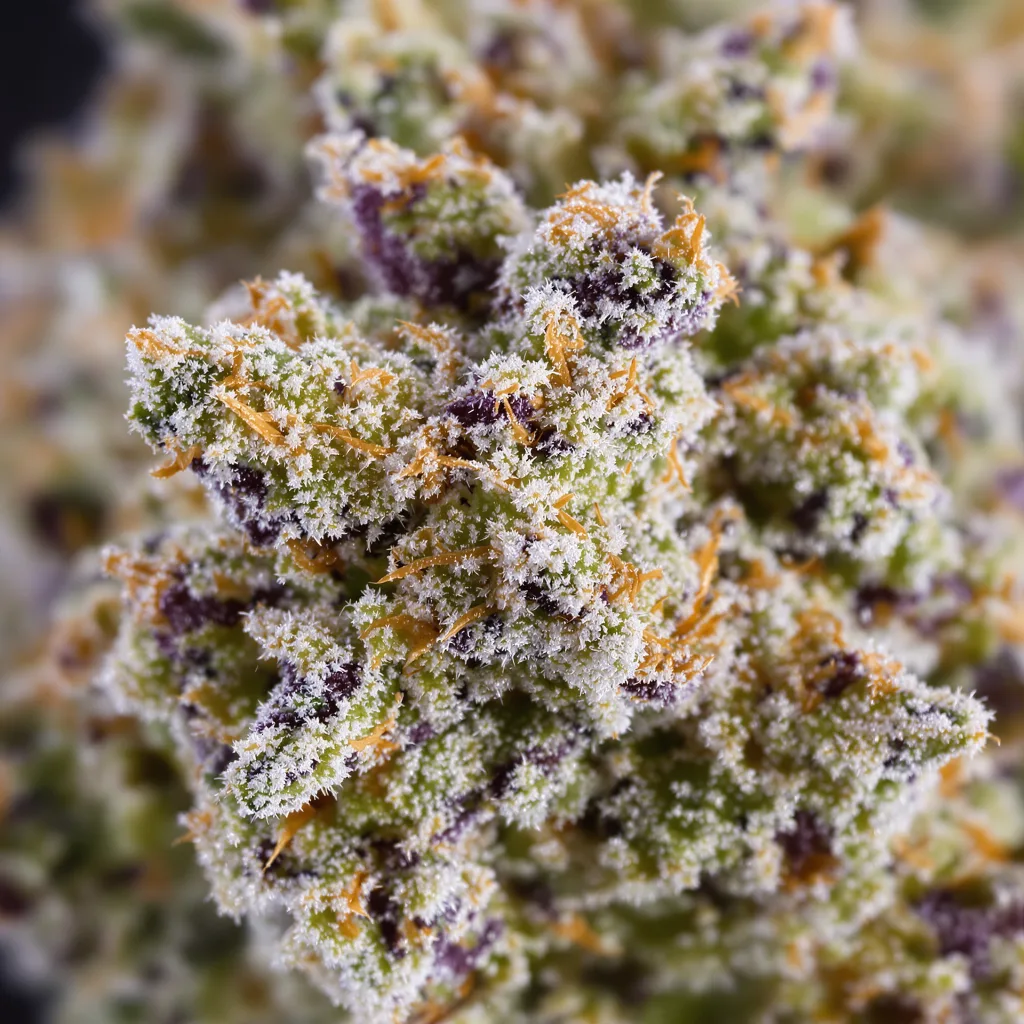 Cereal Milk cannabis bud close-up showing open-bud structure with orange pistils