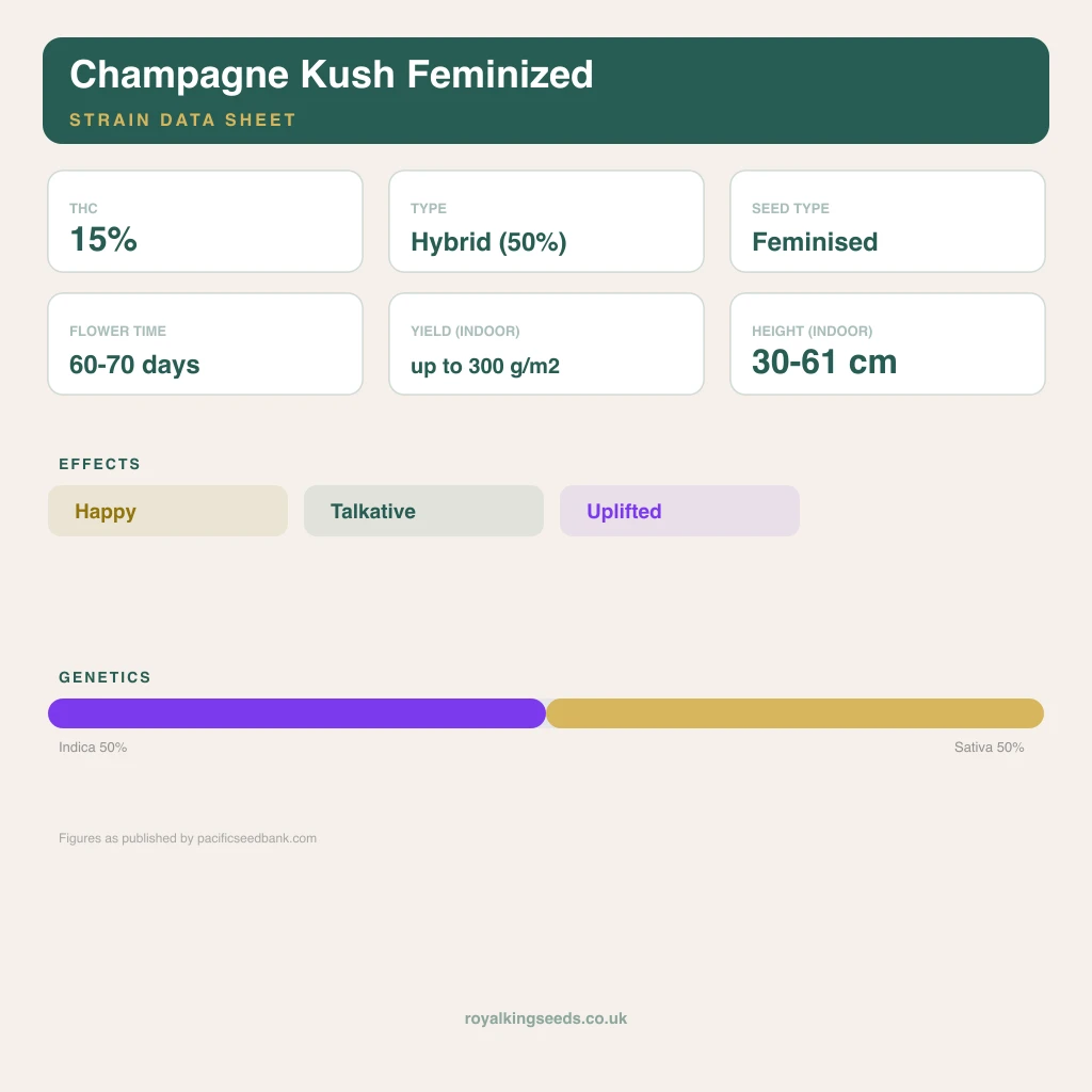 Champagne Kush 50% indica / 50% sativa flower with visible trichomes
