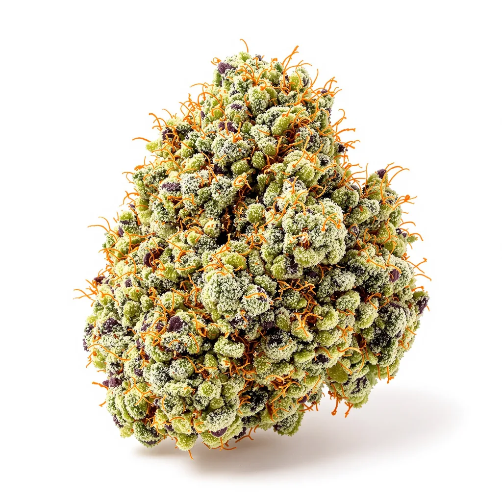Champagne Kush cannabis plant in flowering stage — 30-61 cm feminised