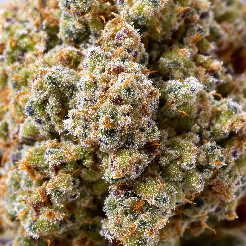 Cheeseburger cannabis bud close-up showing open-bud structure with orange pistils