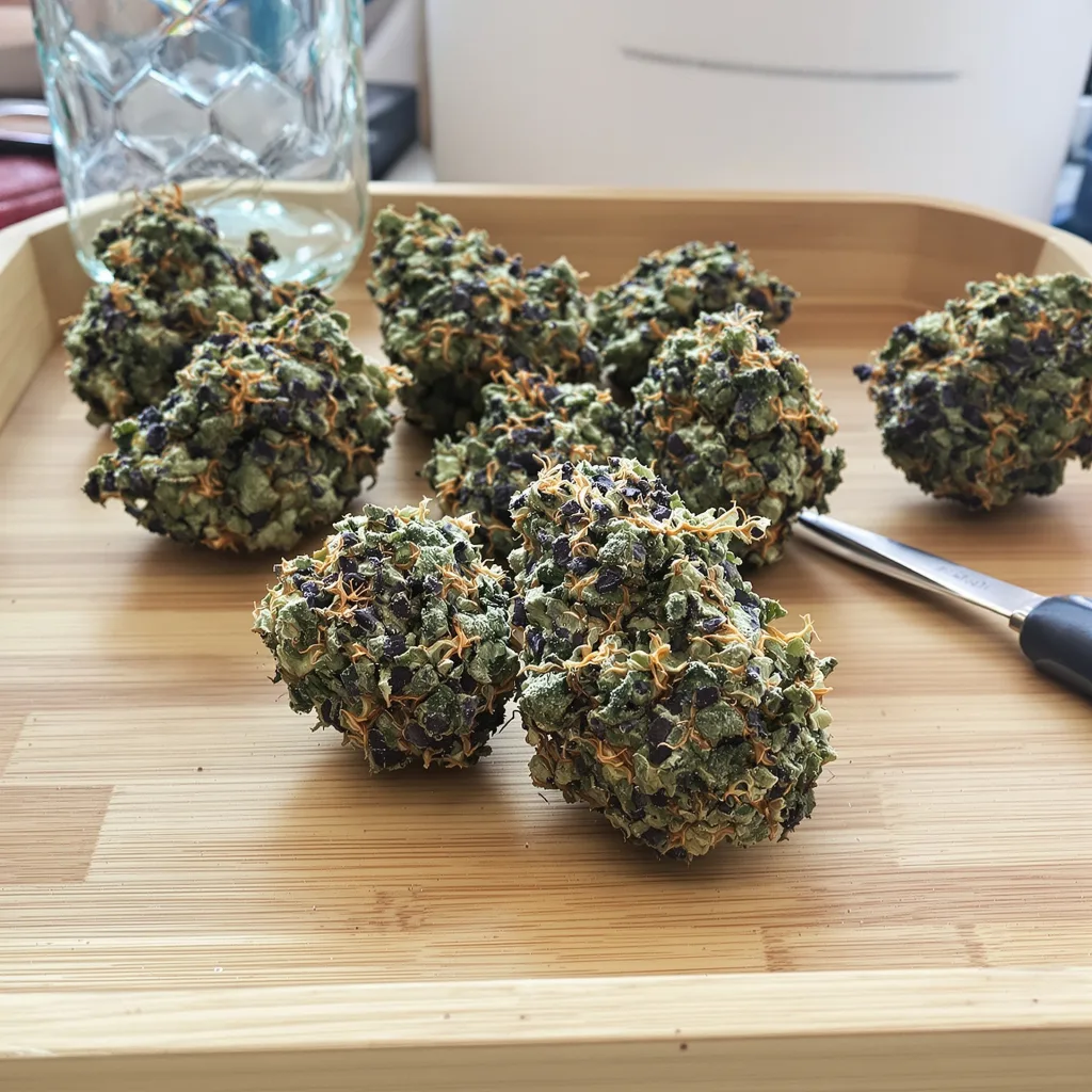 Chemo 66% indica / 34% sativa flower with visible trichomes