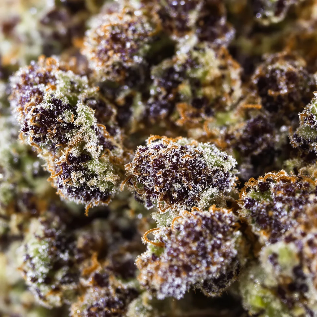 Chemo cannabis bud close-up showing dense purple-tinged calyxes