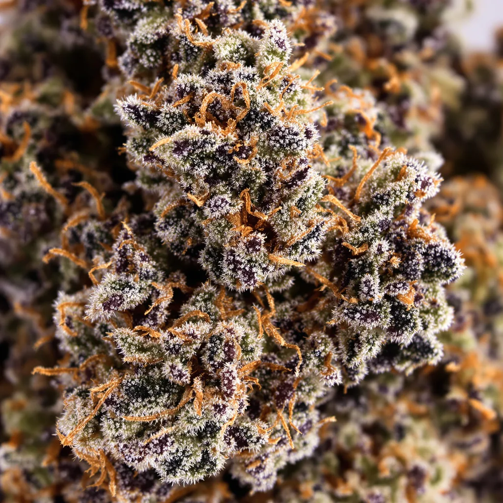 Cherry Kush cannabis bud close-up showing dense purple-tinged calyxes
