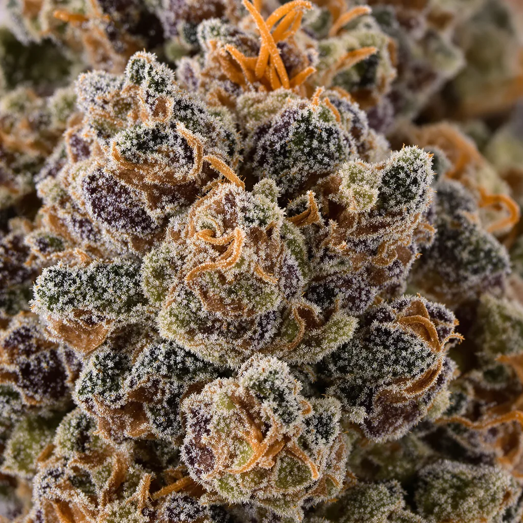 Cherry Kush cannabis bud close-up showing dense purple-tinged calyxes