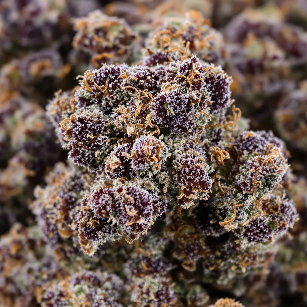 Cherry OG cannabis bud close-up showing dense purple-tinged calyxes
