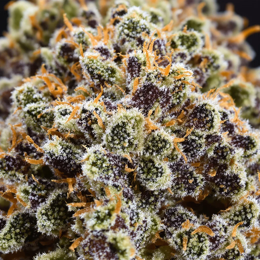 Cherry Pie cannabis bud close-up showing dense purple-tinged calyxes