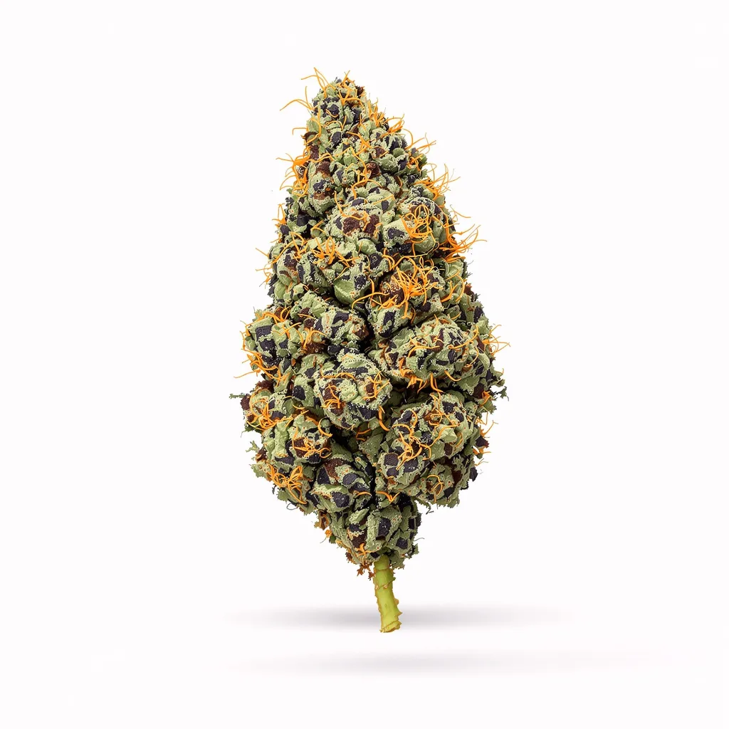 China Yunnan cannabis plant in flowering stage — 60-100 cm autoflower