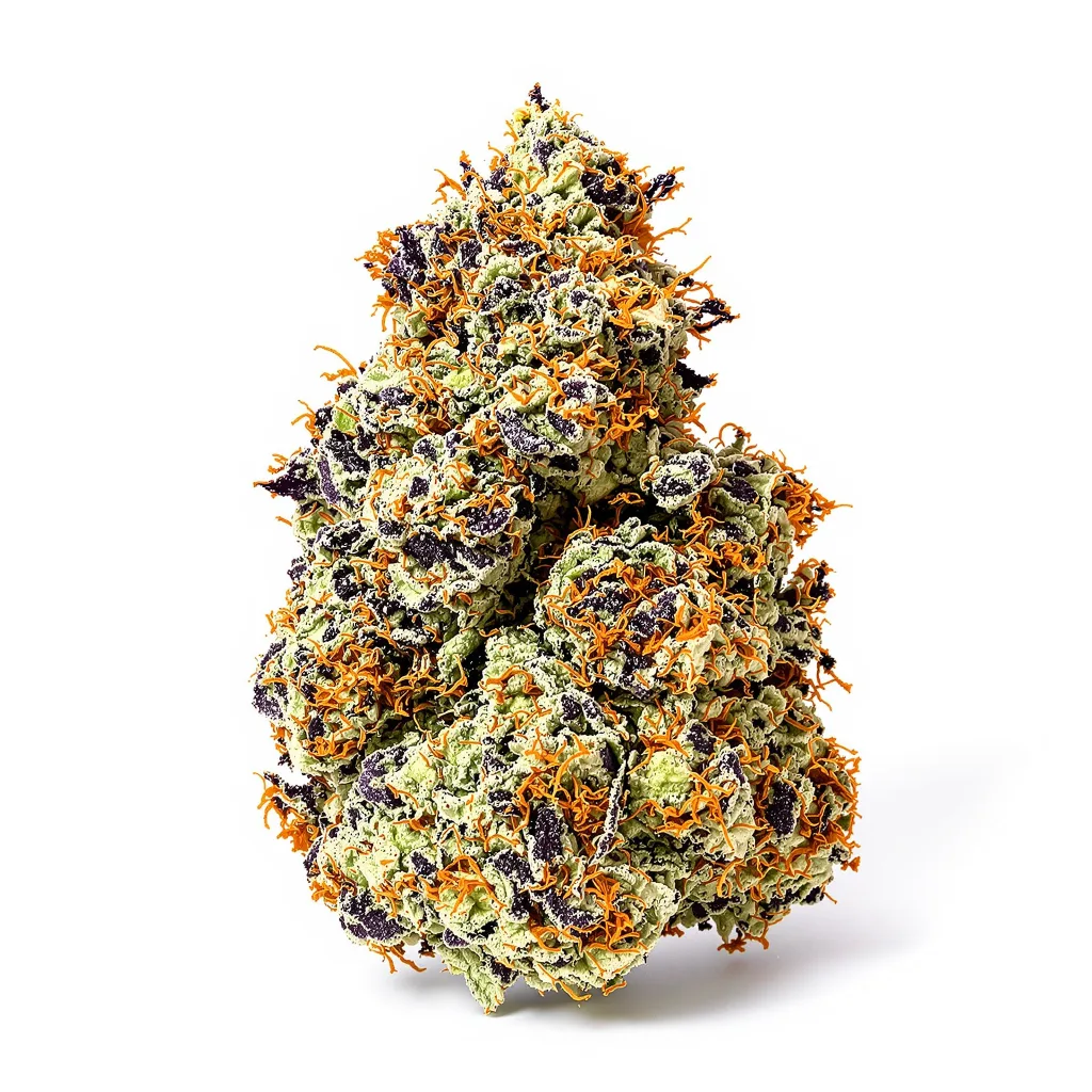 Chocolate Chunk cannabis plant in flowering stage — 60-100 cm autoflower
