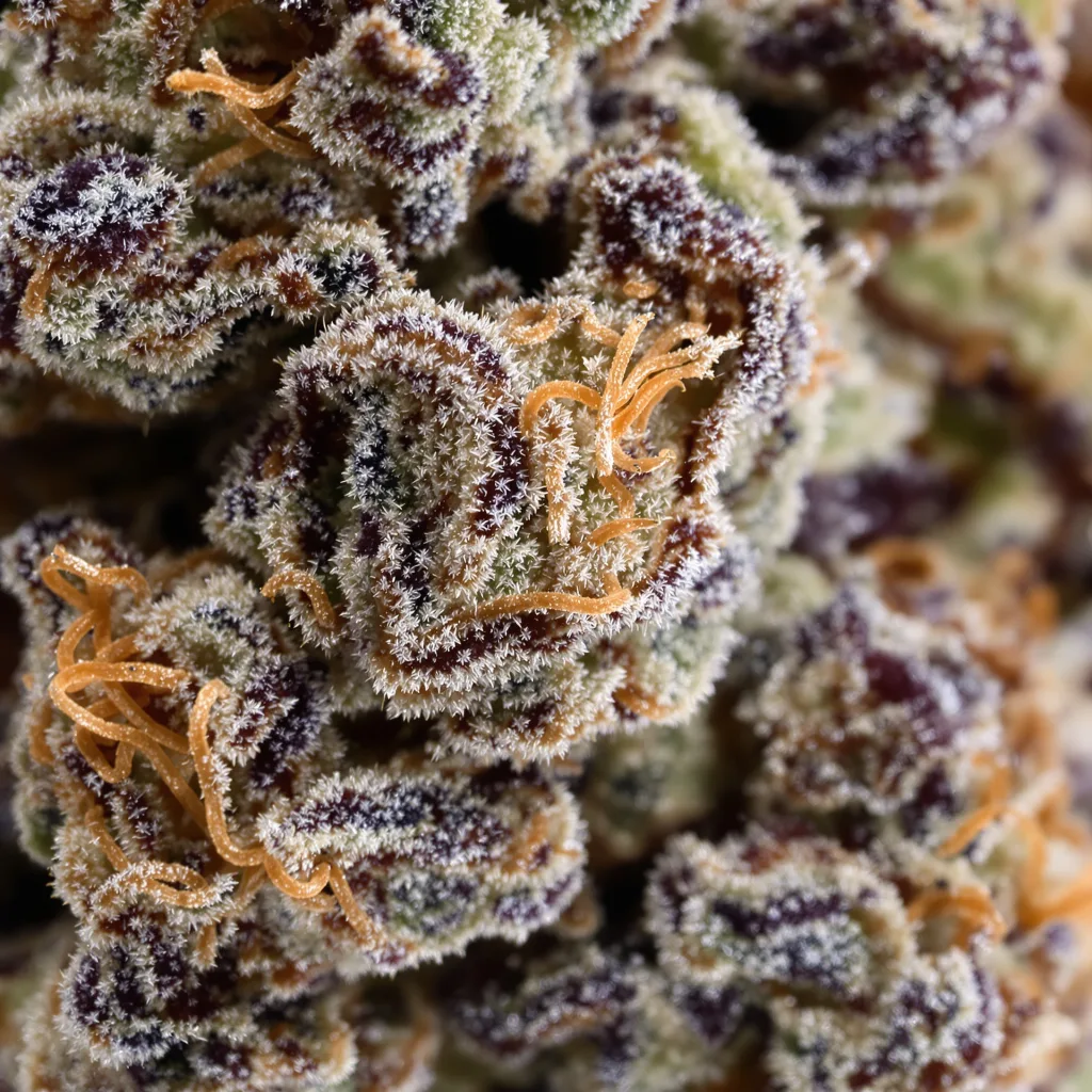 Chocolate Chunk cannabis bud close-up showing dense purple-tinged calyxes