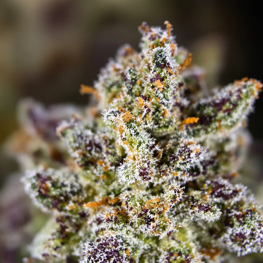 Chupacabra cannabis bud close-up showing balanced bud structure with frosted trichomes