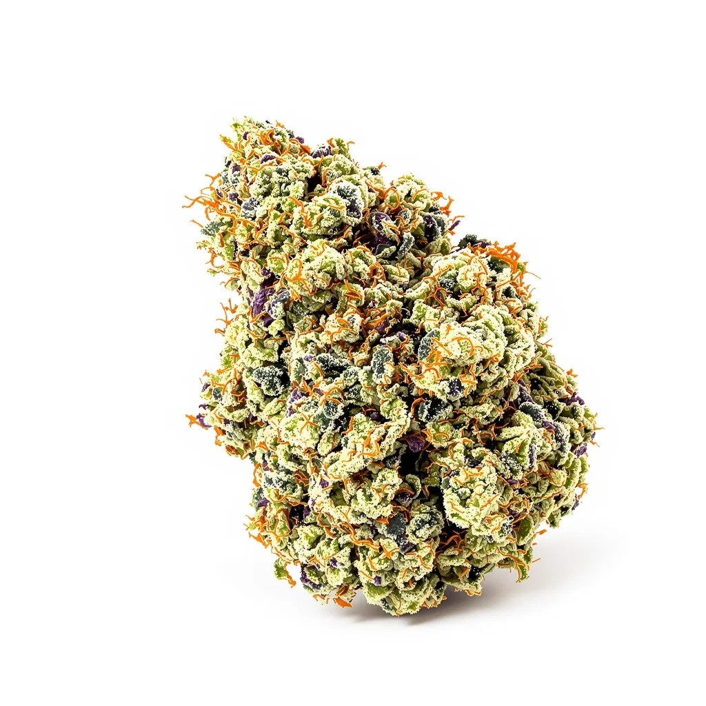 Chupacabra cannabis plant in flowering stage — 120-180 cm feminised