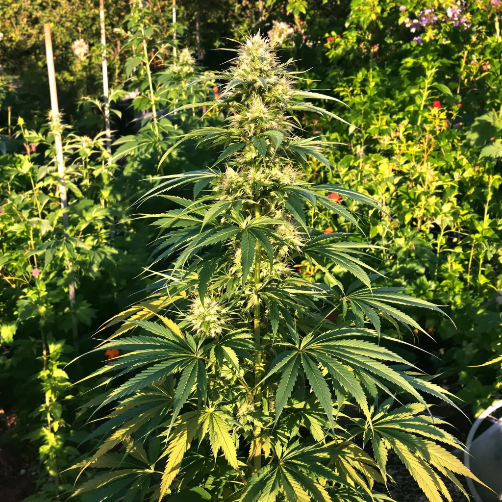 Cinderella 99 5% indica / 95% sativa flower with visible trichomes