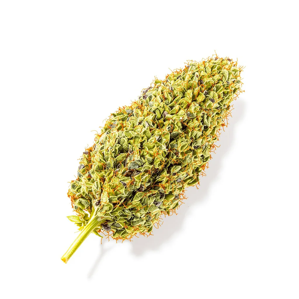 Cinderella 99 cannabis plant in flowering stage — 150-200 cm feminised